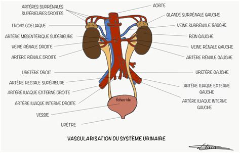 méat urinaire homme photo|Comprendre lappareil urinaire masculin